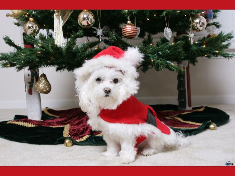 White Dog in Santa Outfit