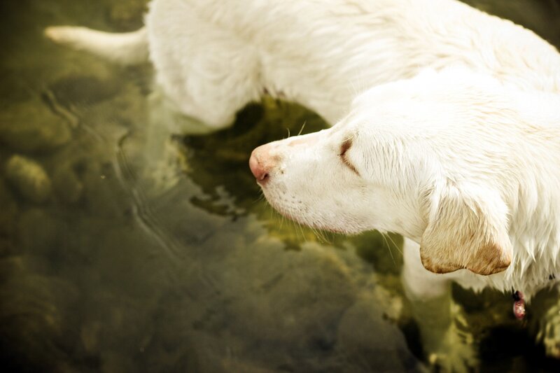 white dog in shallow water