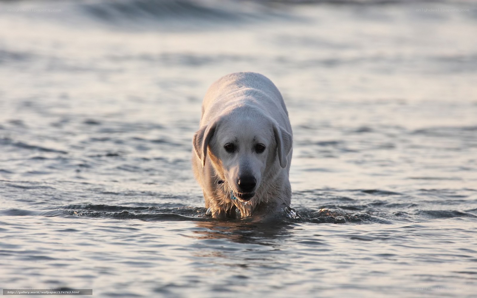 White dog in shallow water