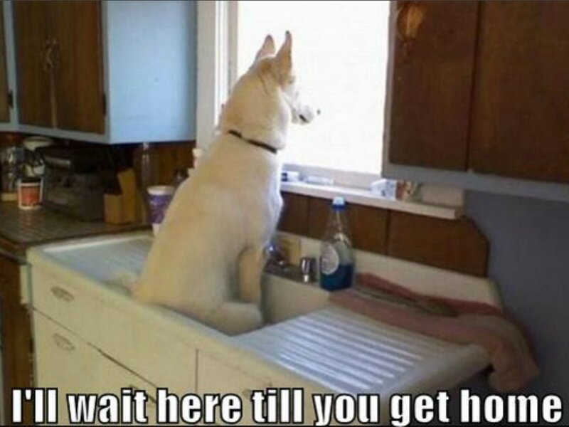 White Dog in Sink