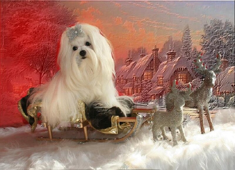 White Dog in Sleigh