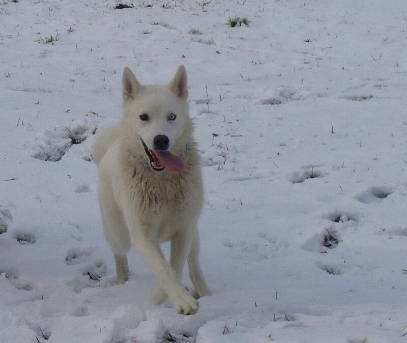 white dog in snow