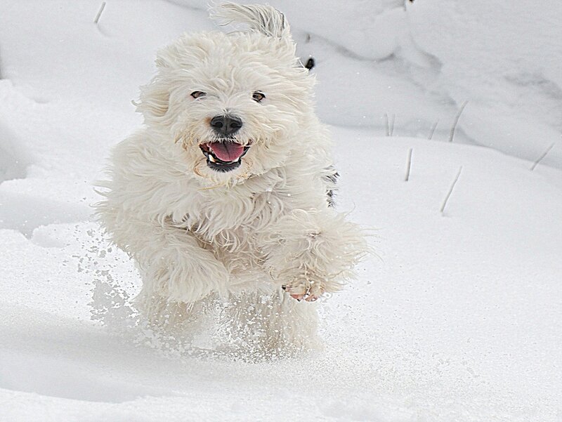 White Dog in Snow — Active