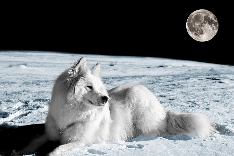 White Dog in Snow — Black, Dramatic