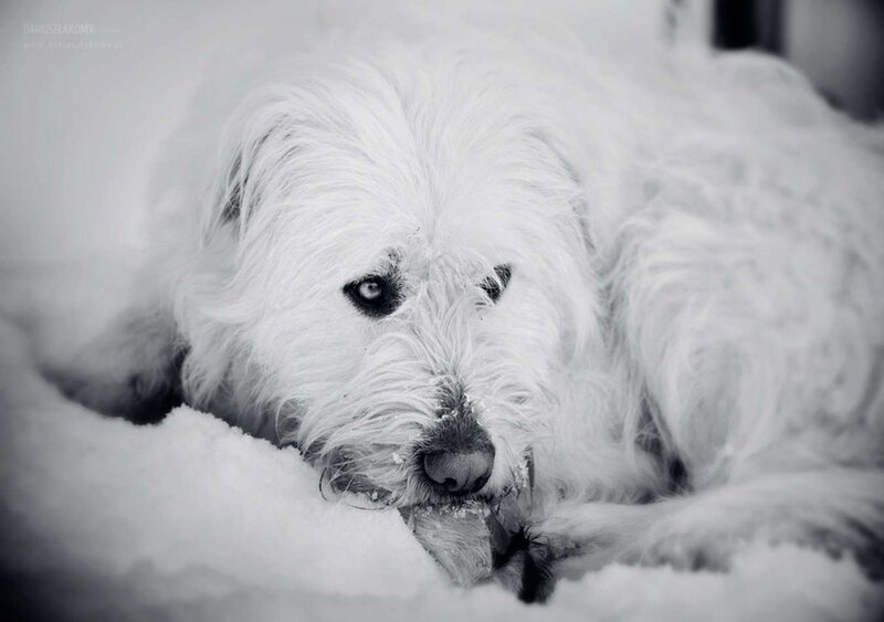 White Dog in Snow — Black