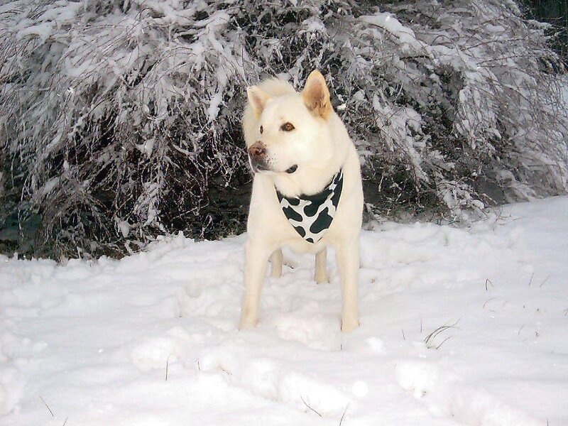 White Dog in Snow — Calm