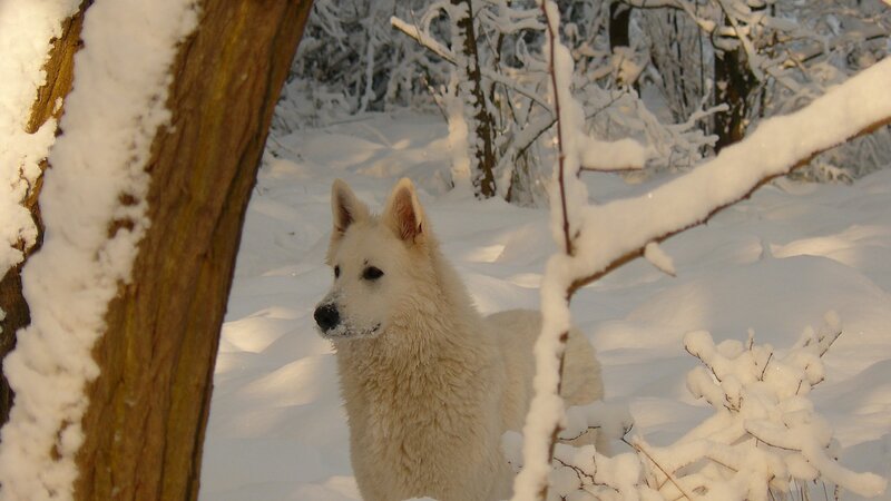 White Dog in Snow — Calm, Winter, Photograph