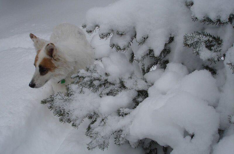 White Dog in Snow — Calm, Winter, Photograph, Tree