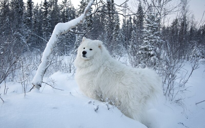 White Dog in Snow — Calm, Winter, Photograph, Trees, Branch