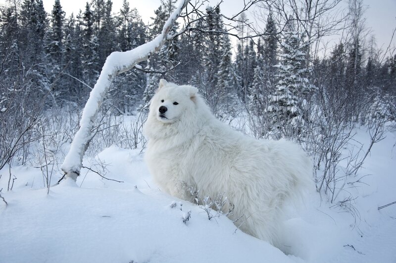 White Dog in Snow — Calm, Winter, Photograph, Trees, Branches