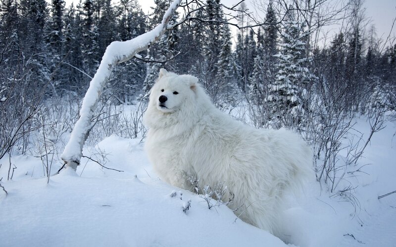 White Dog in Snow — Calm, Winter, Photograph, Trees