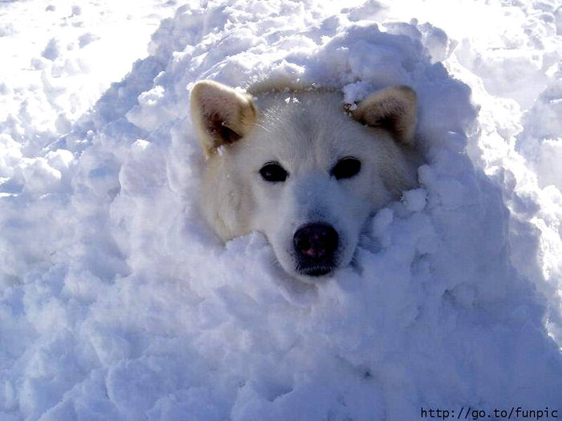 White Dog in Snow — Calm, Winter