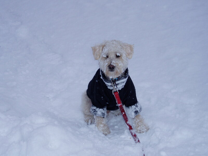 White Dog in Snow — Cold