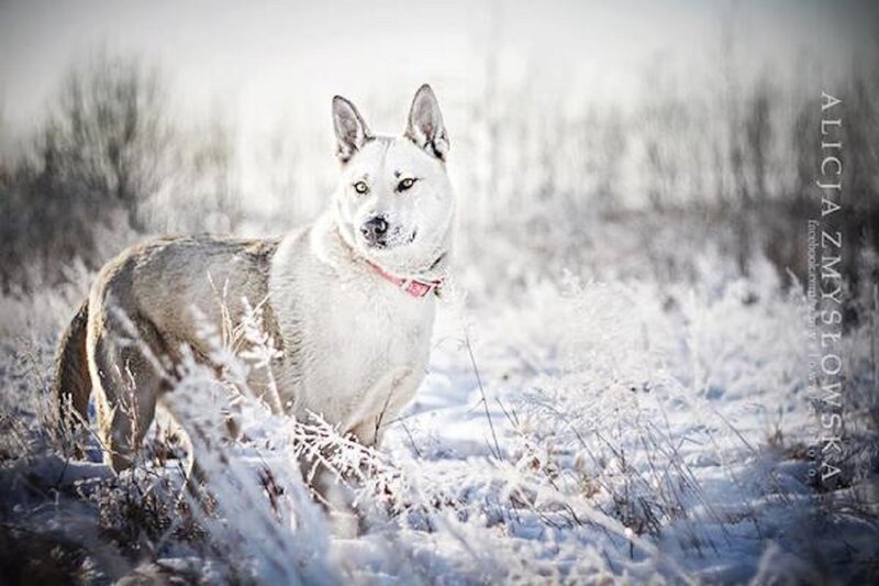 White Dog in Snow — Cold, Winter, Photograph
