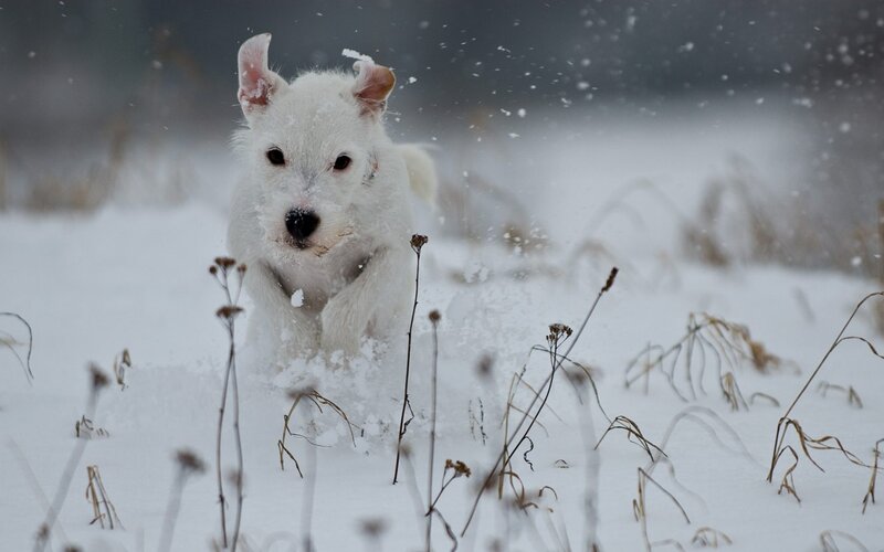 White Dog in Snow — Cold, Winter