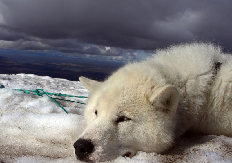 White Dog in Snow — Dramatic