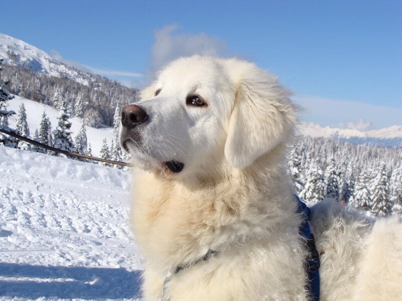 White Dog in Snow — Serene