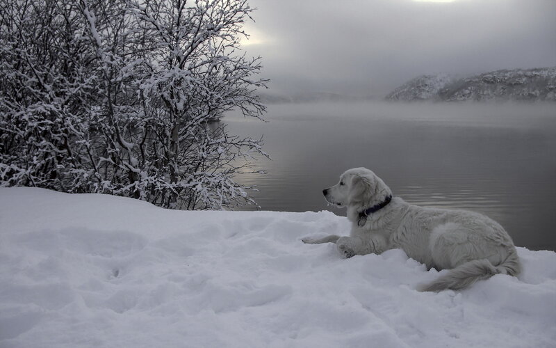 White Dog in Snow — Serene, Winter, Photograph, Lake