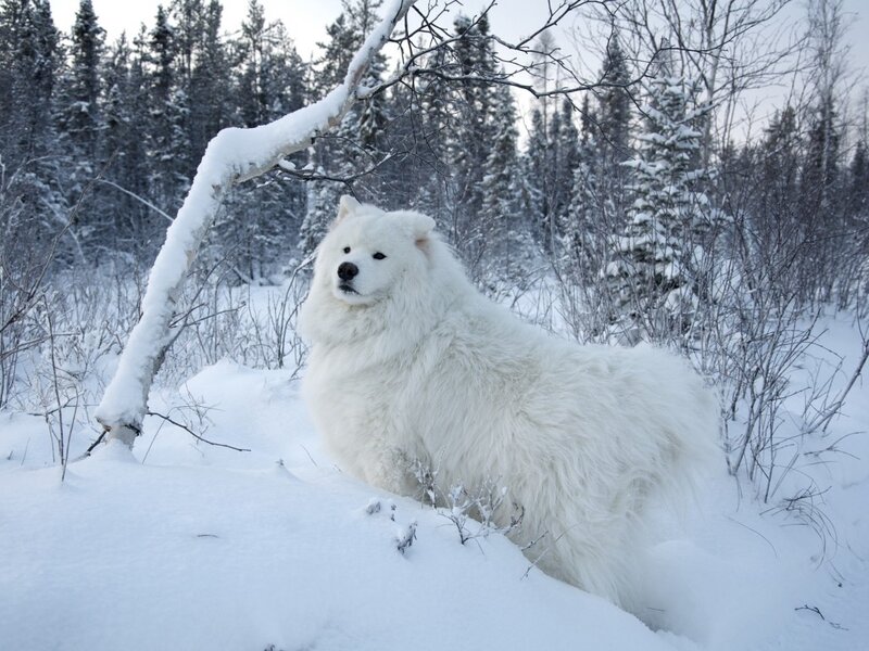 White Dog in Snow — Serene, Winter, Photograph