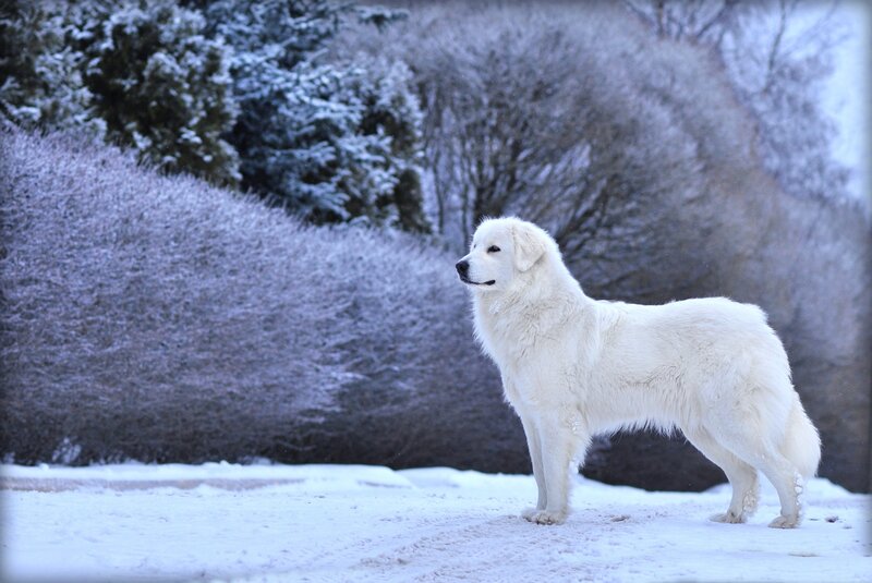 White Dog in Snow — Serene, Winter, Photograph, Trees, Bushes