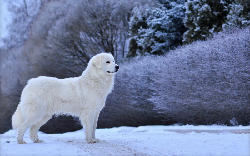 White Dog in Snow — Serene, Winter, Photograph, Trees