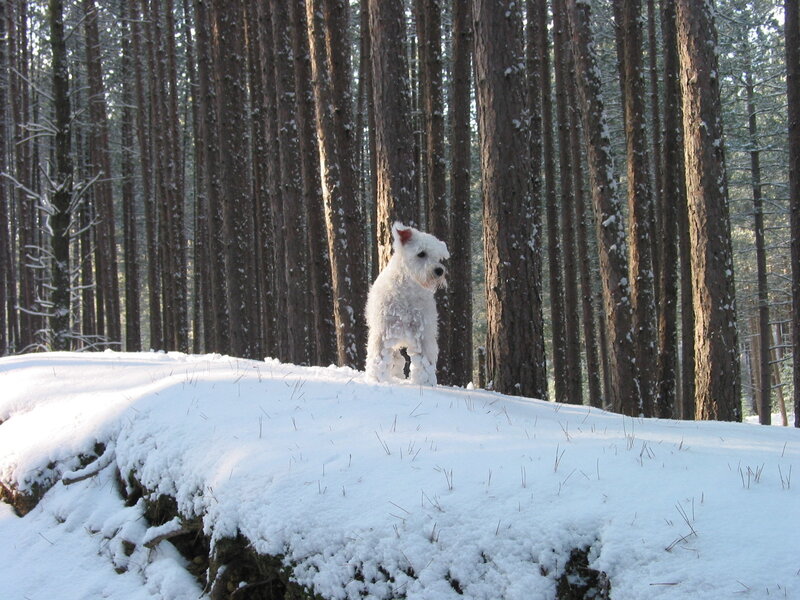 White Dog in Snow — Serene, Winter