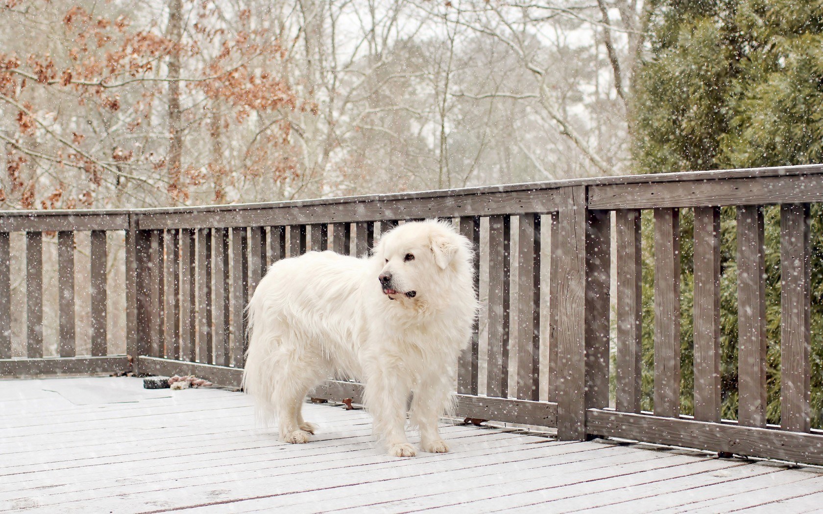 White dog in snow