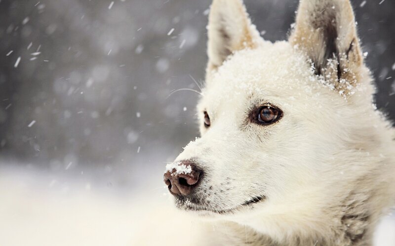 white dog in snowfall