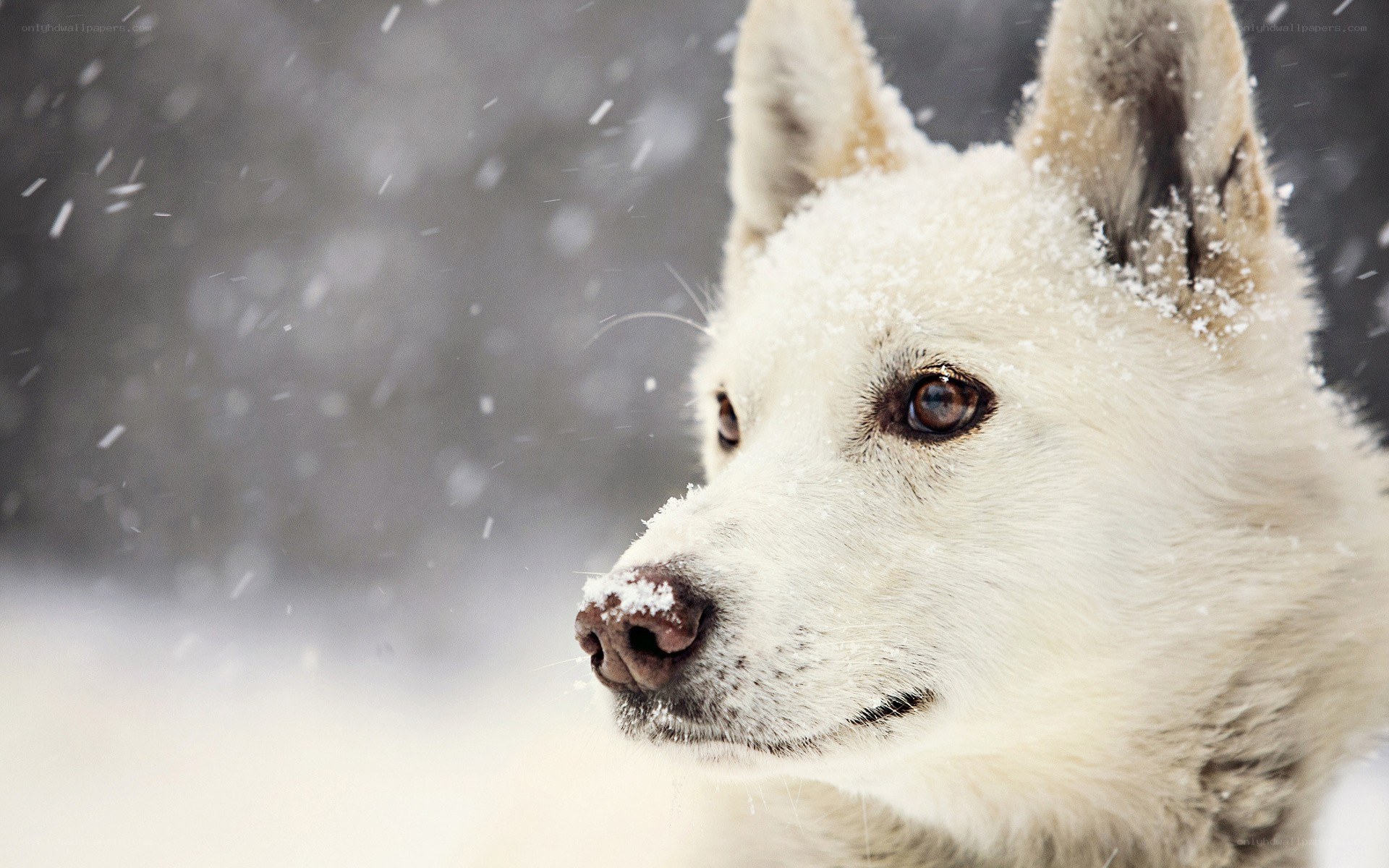 white dog in snowfall