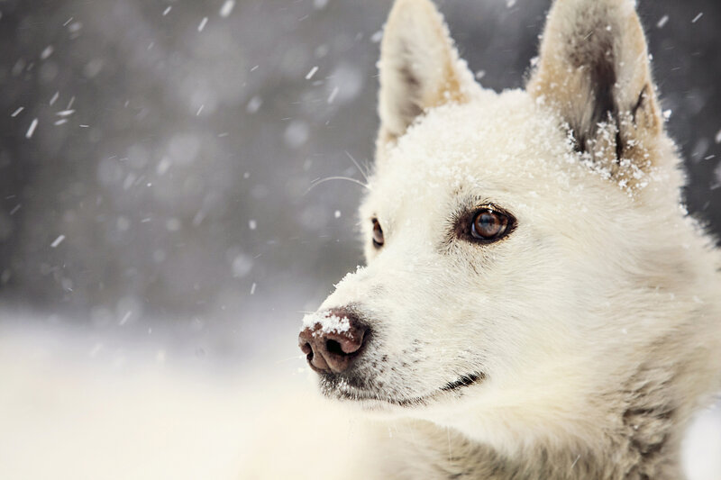 White dog in snowfall