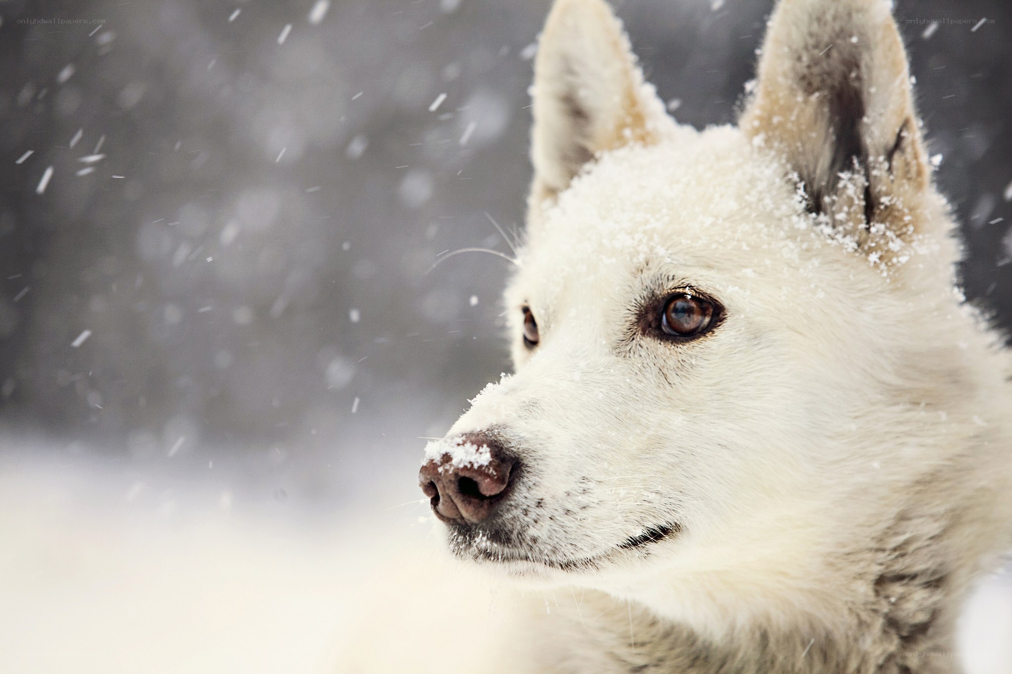 White dog in snowfall