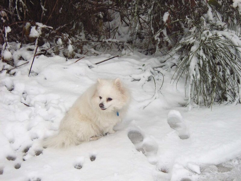 White dog in snowy bush
