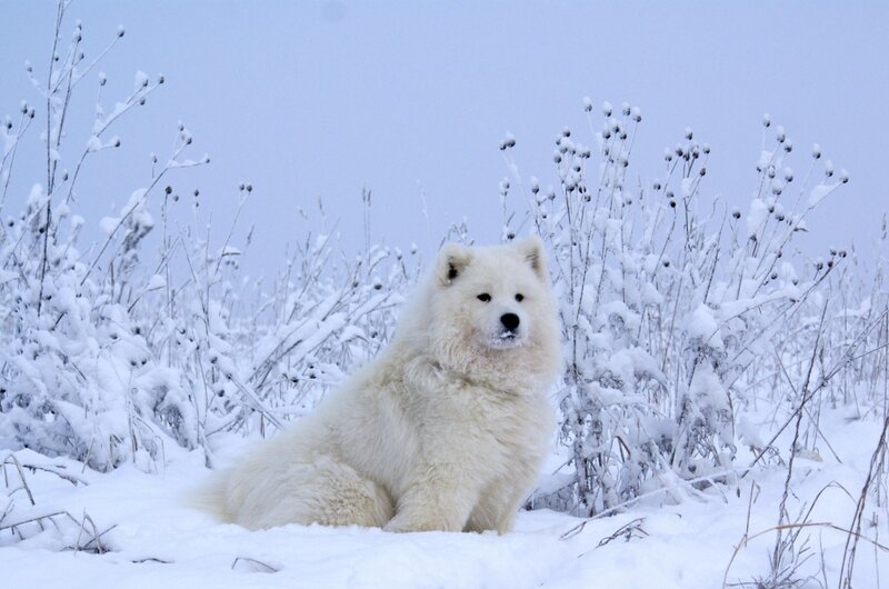 White dog in snowy field
