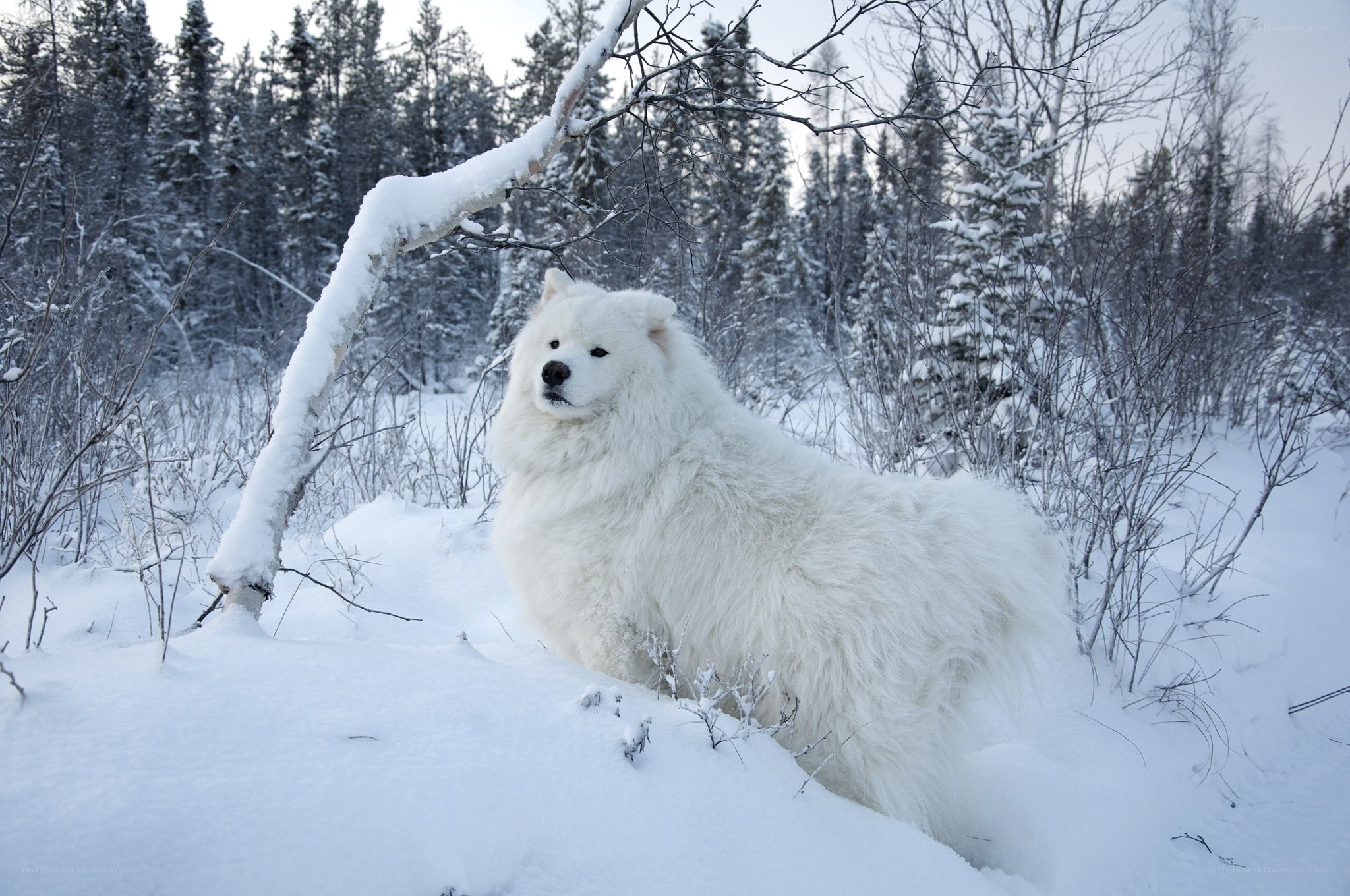 White dog in snowy forest