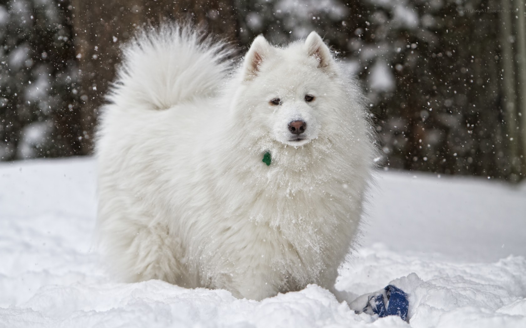 White dog in snowy forest