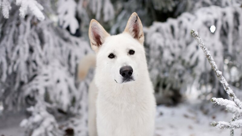 white dog in snowy forest