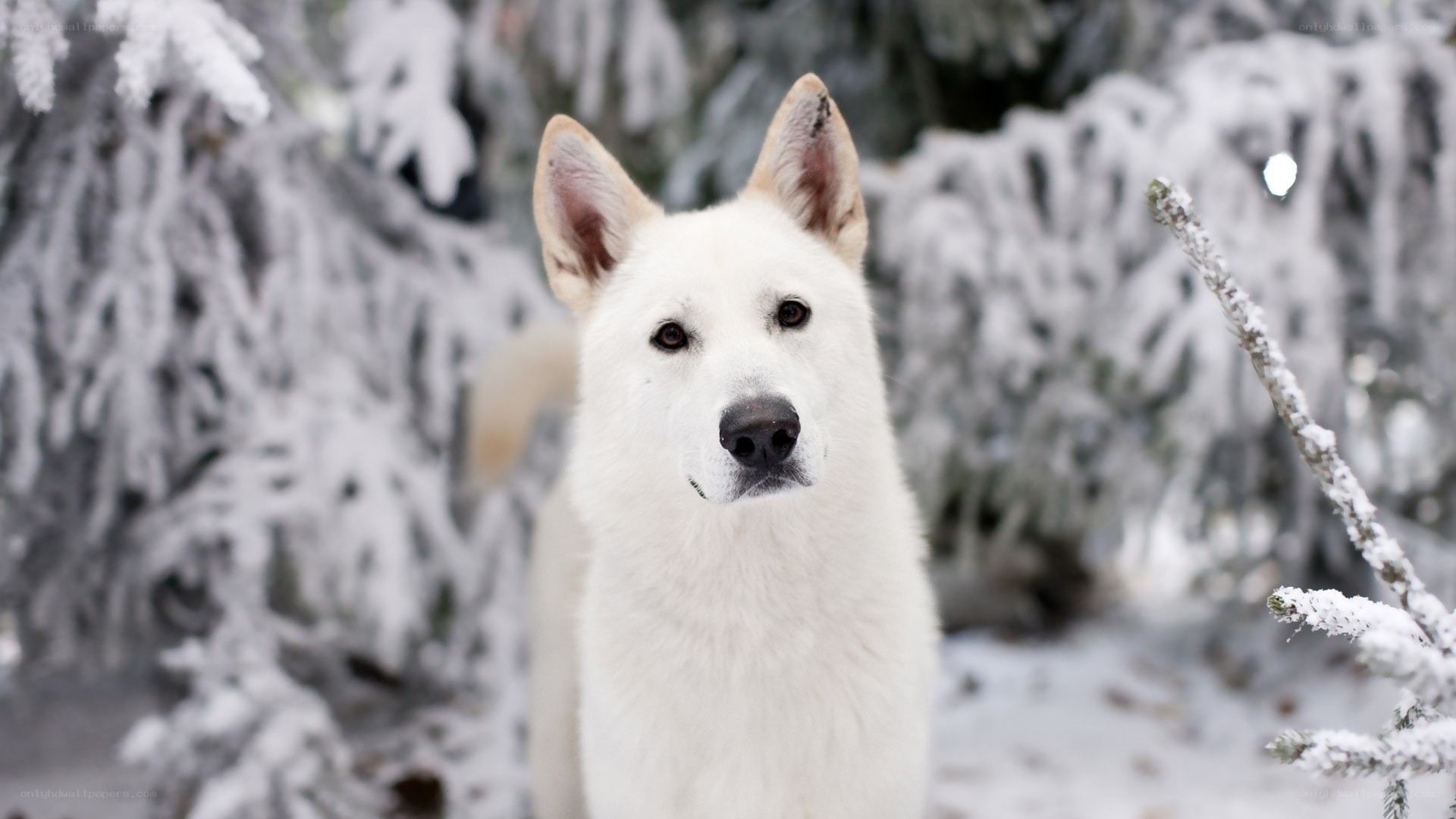 white dog in snowy forest