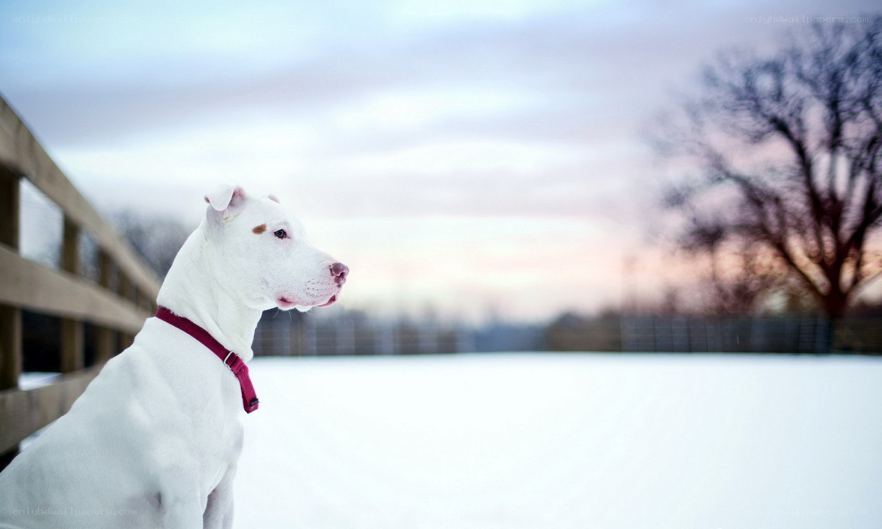 White dog in snowy landscape