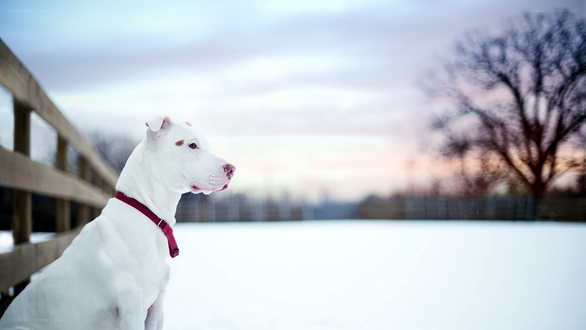 White dog in snowy landscape