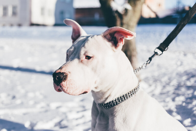 White dog in snowy park