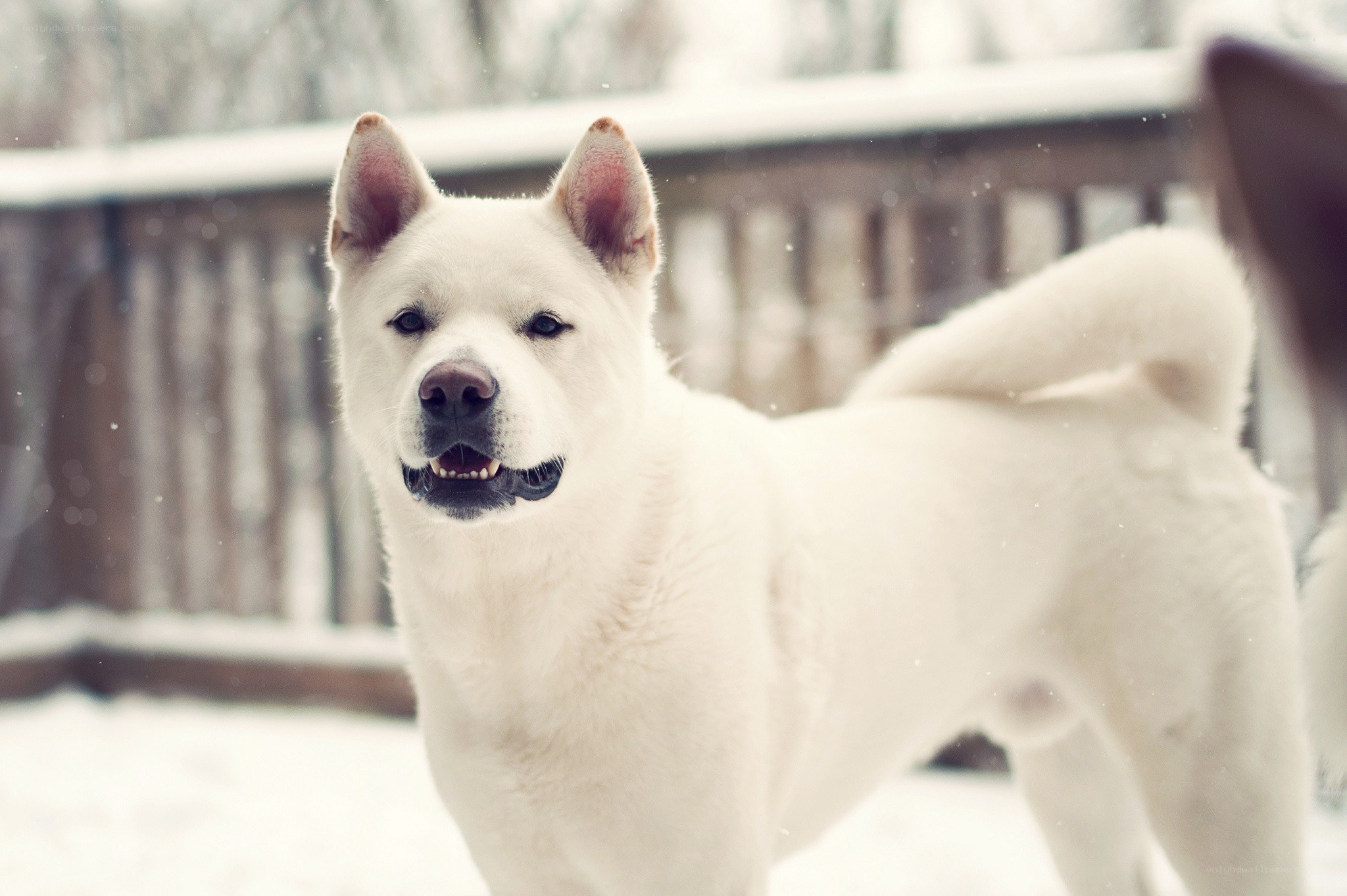 White dog in snowy yard