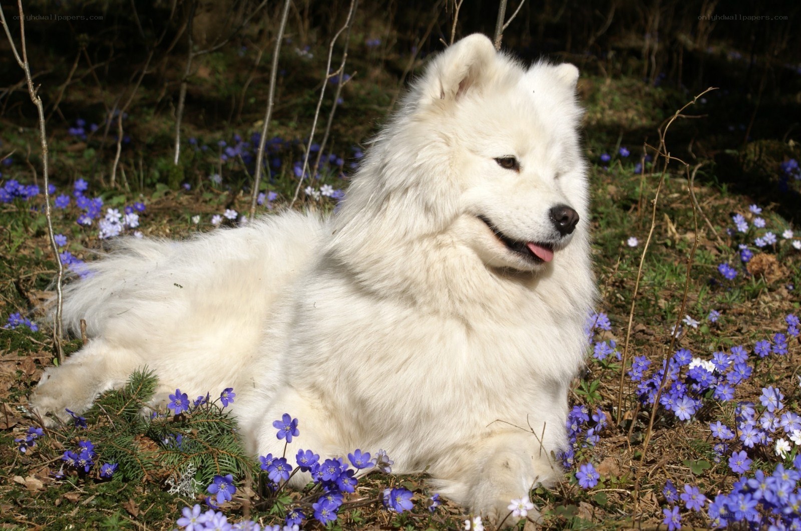White dog in spring flowers