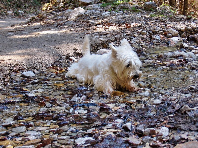 White Dog in Stream