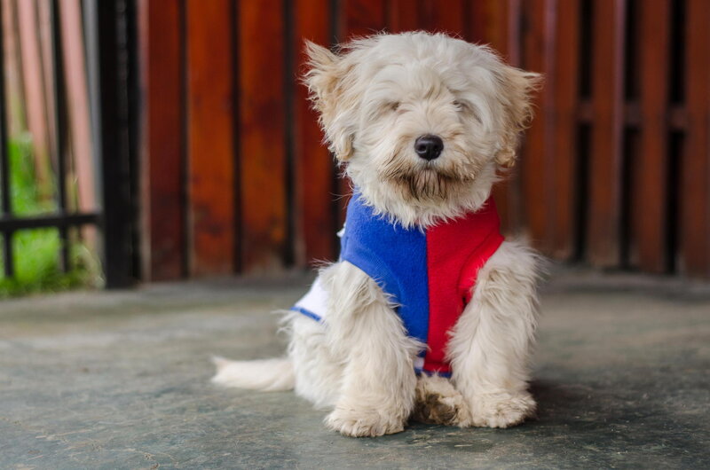 White Dog in Sweater — Calm, Afternoon