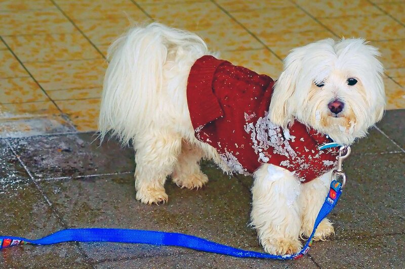 White Dog in Sweater — Calm