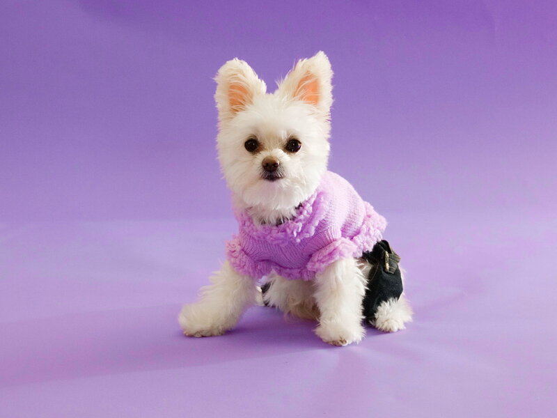 White Dog in Sweater — Purple, Calm