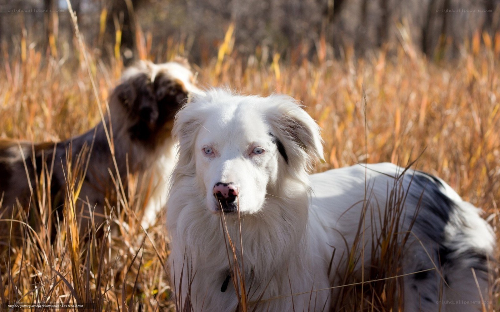 White dog in tall grass