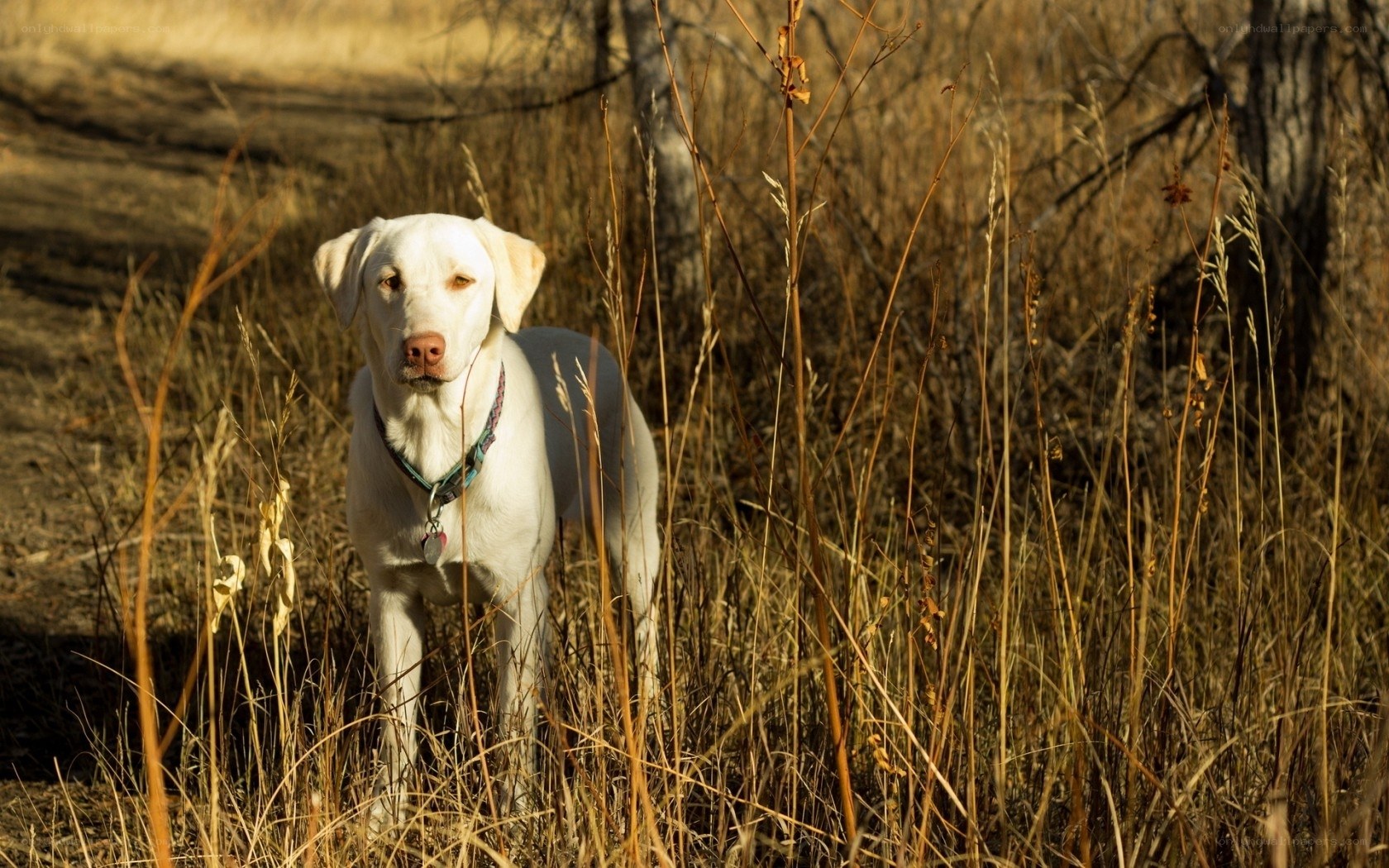 White dog in tall grass