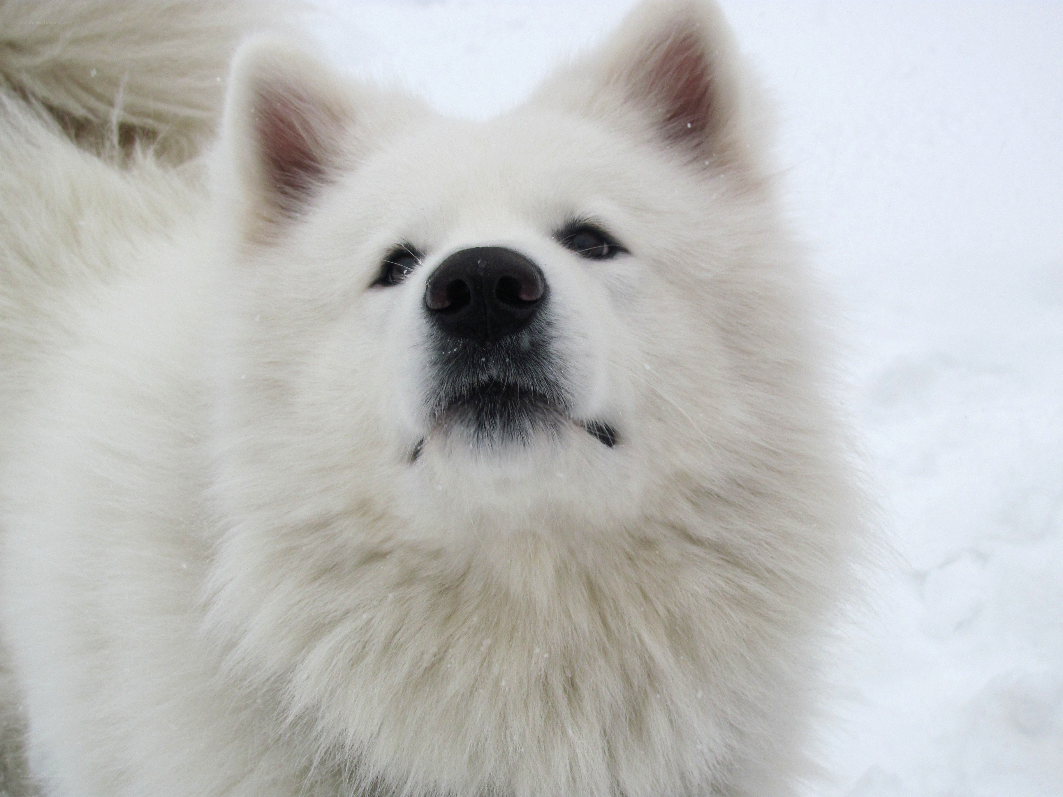 White dog in the snow