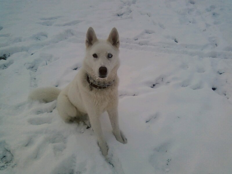 White dog in the snow